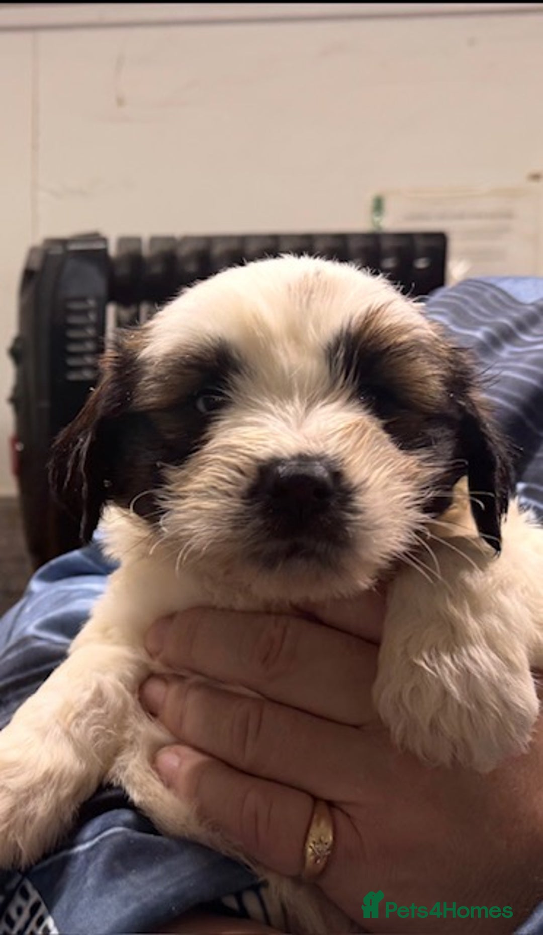 Tibetan Terrier dogs for sale: Araki Tibetan Terriers for Sale - Advert 8