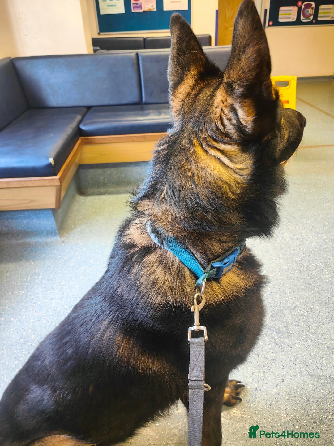 German Shepherd dogs for stud: Rocky  in Wellingborough - Advert 6