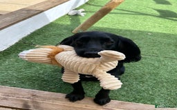 Cocker Spaniel dogs for sale: Cocker spaniel in need of a new home - Image 5