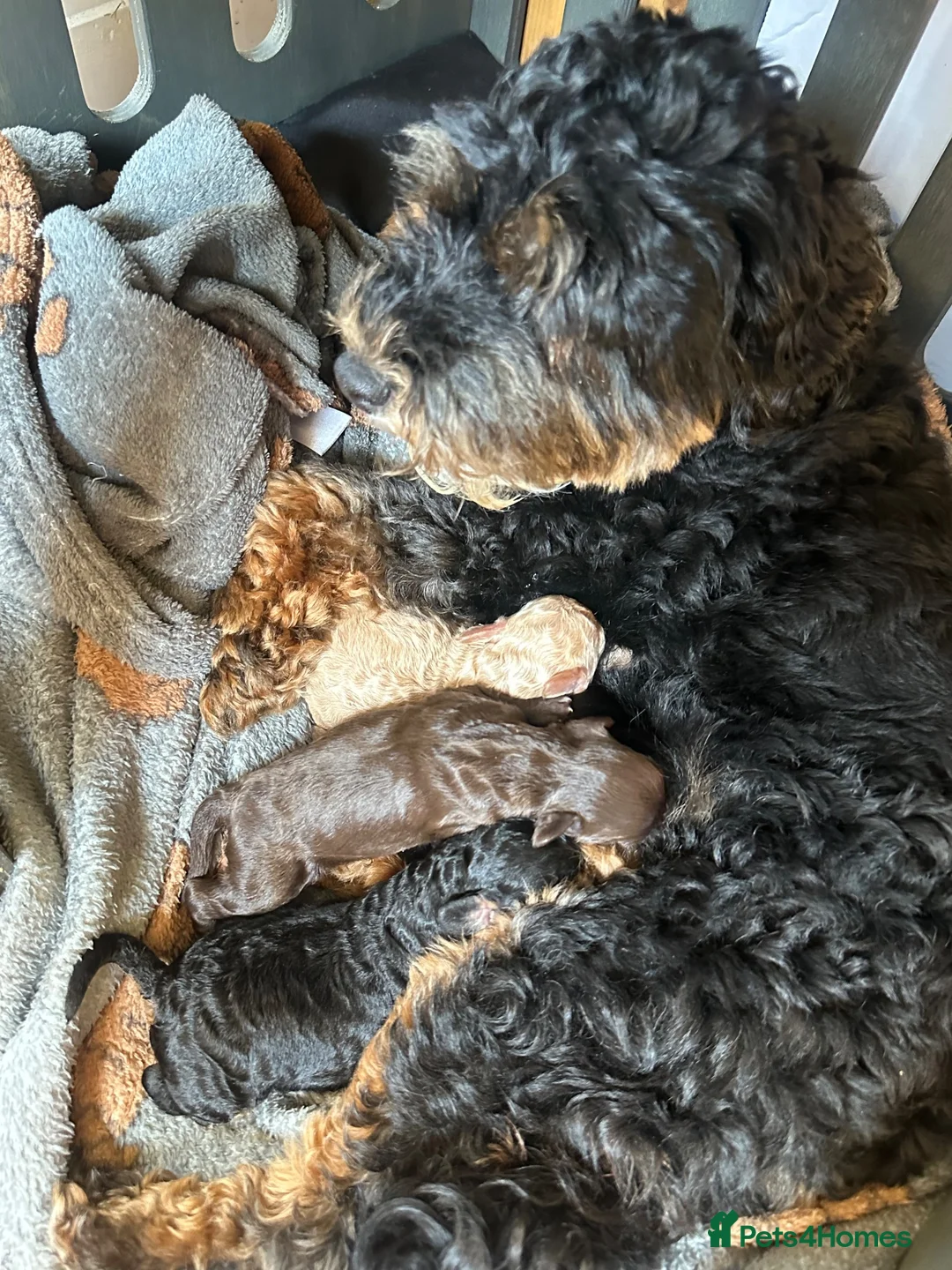 Cavapoo dogs for sale: Gorgeous F1B Cavapoos (cavalier X toy poodle) - Advert 2