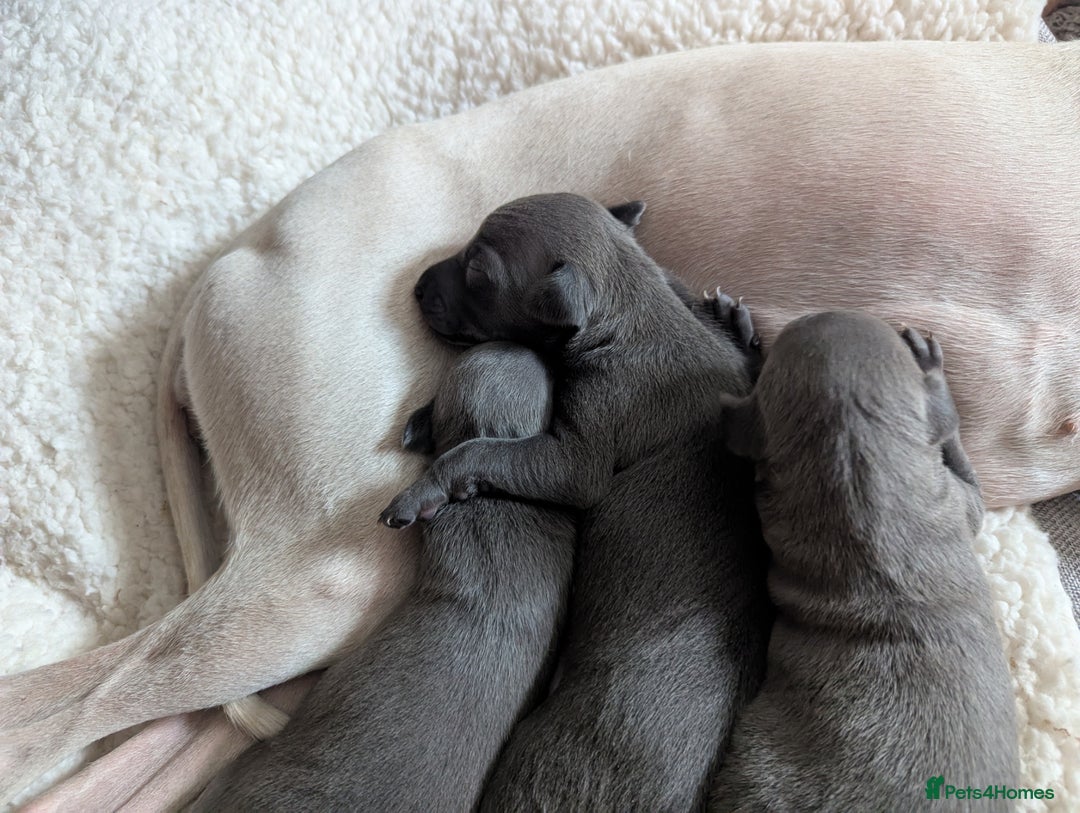 Italian Greyhound dogs for sale: Blue Italian Greyhound Puppies KC reg - Image 4