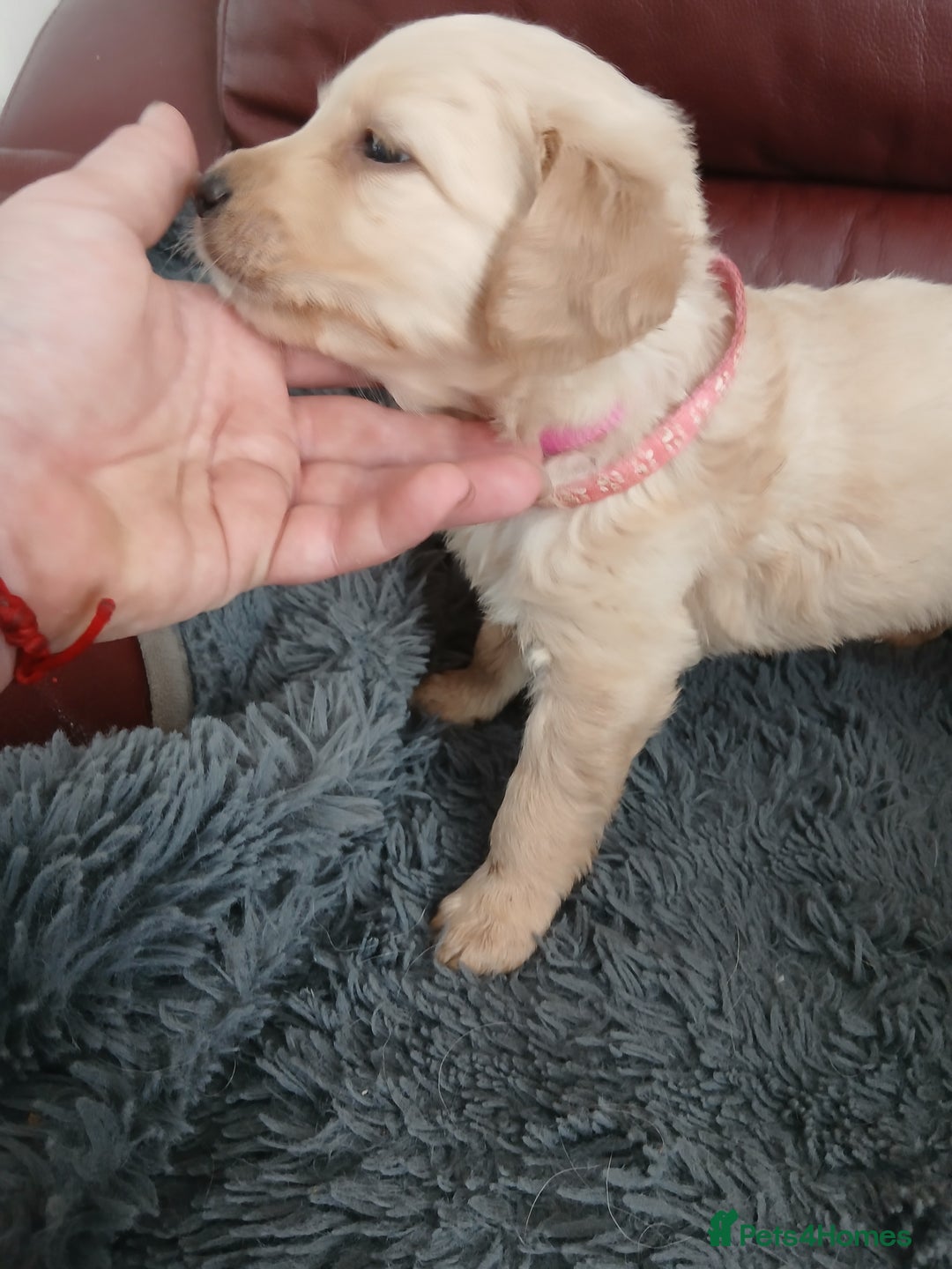 Golden Retriever dogs for sale: Cream golden retriver for sale ONLY 2 Available  - Image 9