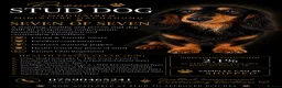 Miniature Dachshund dogs for stud: Proven Longhaired Miniature Dachshund Stud - Advert 4