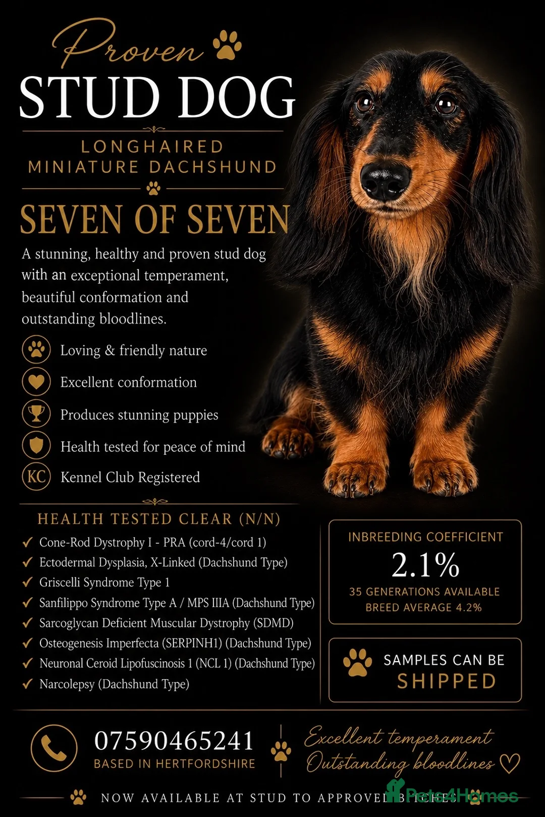 Miniature Dachshund dogs for stud: Proven Longhaired Miniature Dachshund Stud - Advert 4