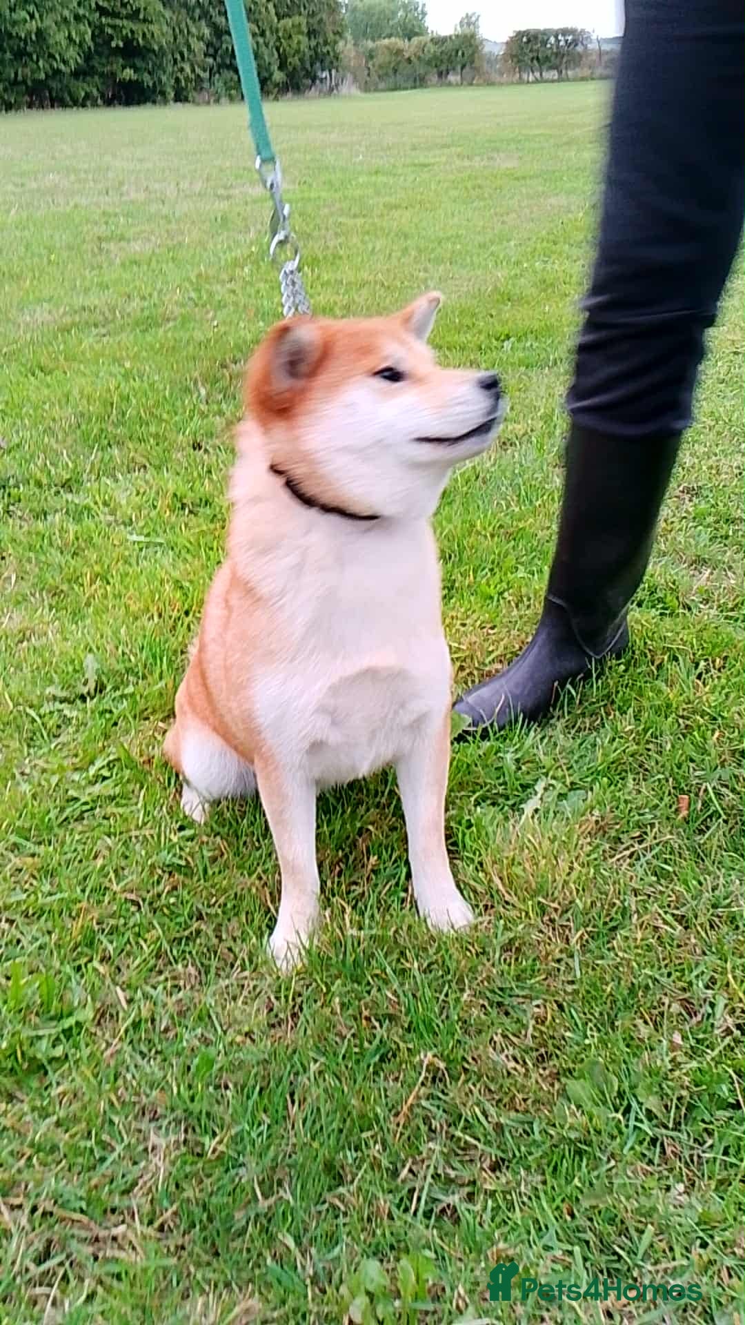 Japanese Shiba Inu dogs for sale: Two super female Japanese shiba inu  - Image 6