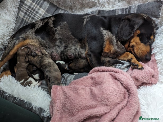 Mixed Breed dogs - Advert 10