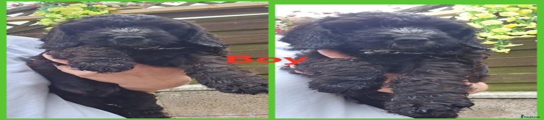 Cockapoo Puppy 2