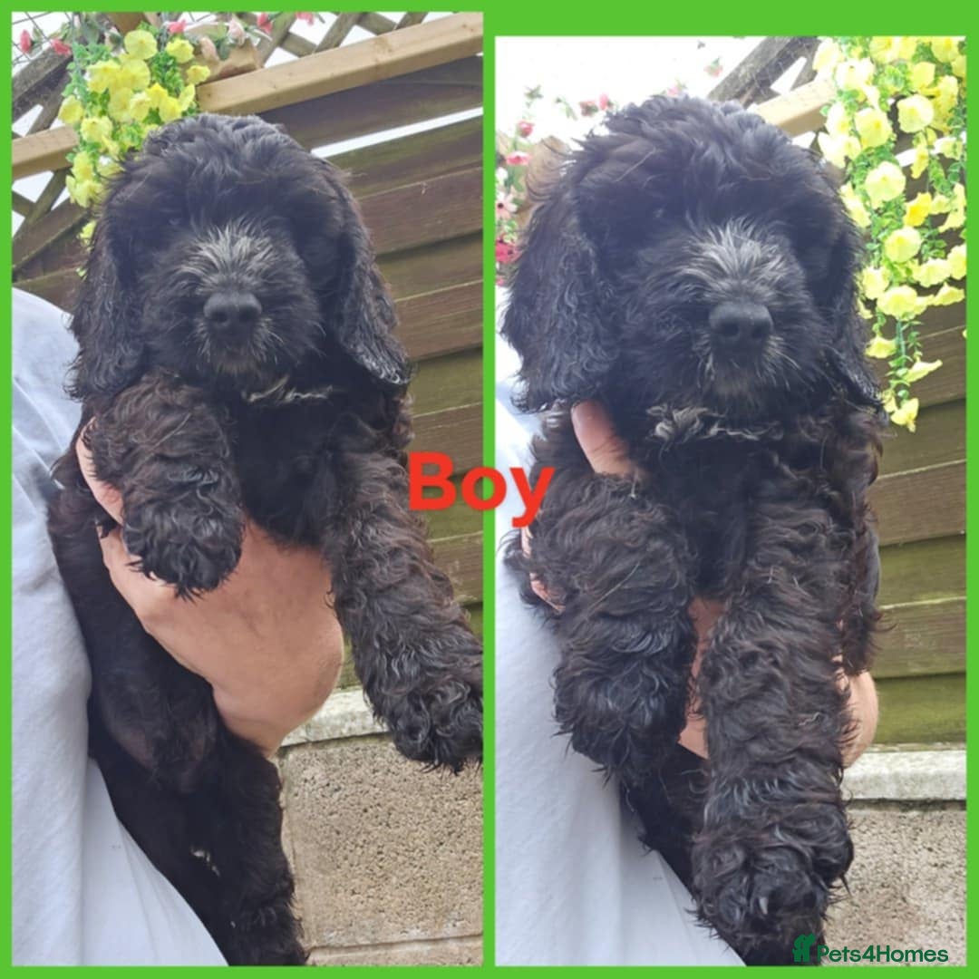 Cockapoo dogs for sale: F1 standard show cockapoo  - Image 4