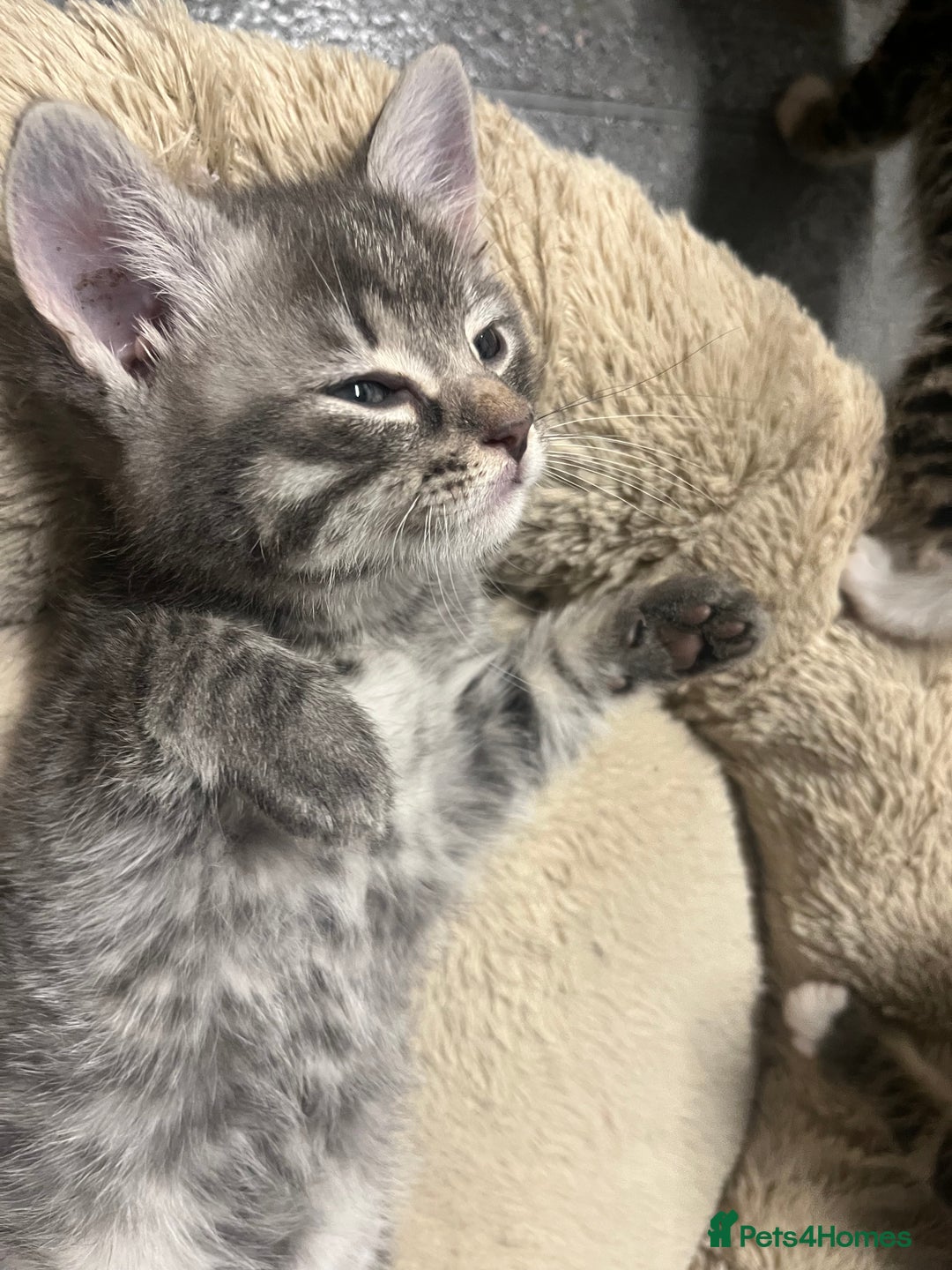 Mixed Breed cats for sale: 🐾 Stunning 9 week old blue eyed Kittens - Advert 17