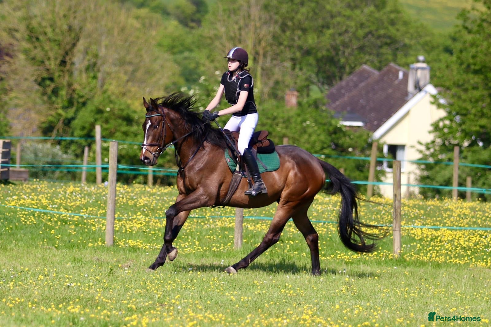 Irish Thoroughbred horses Ridding club hack, allrounder - Advert 1