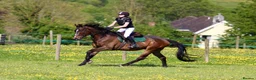 Irish Thoroughbred horses for sale: Ridding club hack, allrounder in Gillingham - Advert 1