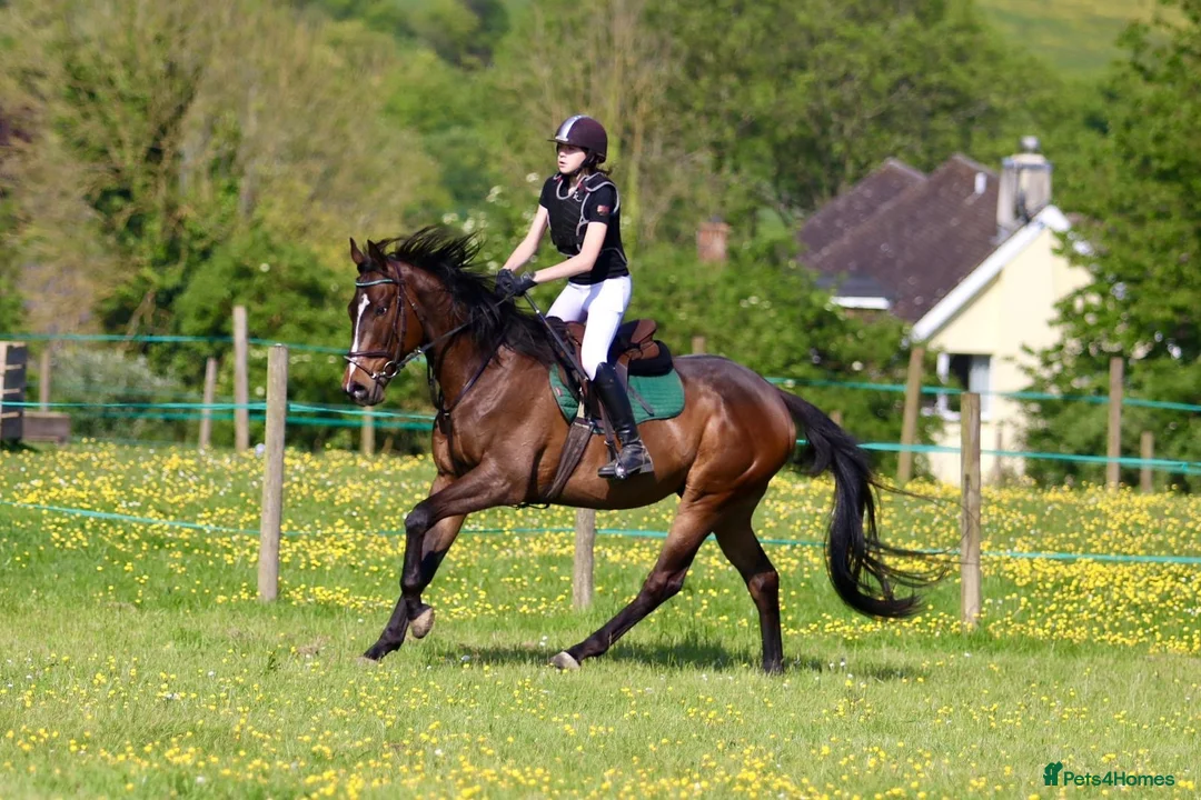 Irish Thoroughbred horses for sale: Ridding club hack, allrounder in Gillingham - Advert 1
