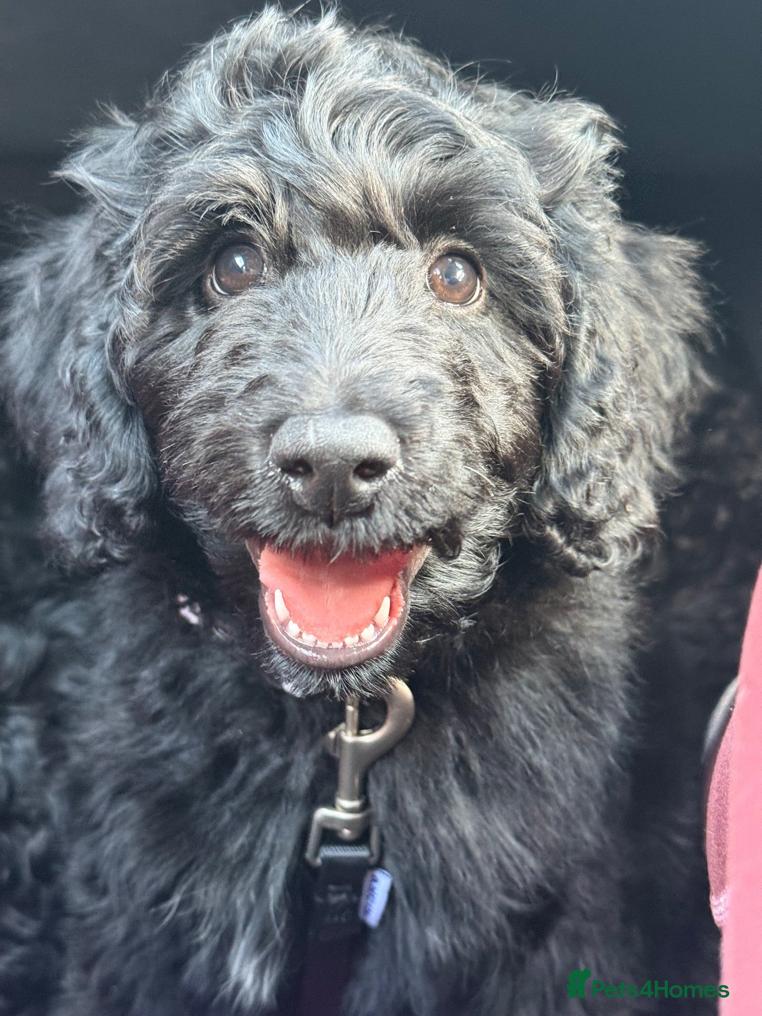 Labradoodle dogs 🌈THE HARD WORK HAS BEEN DONE🌈PLEASE READ ON🌈 - Advert 2