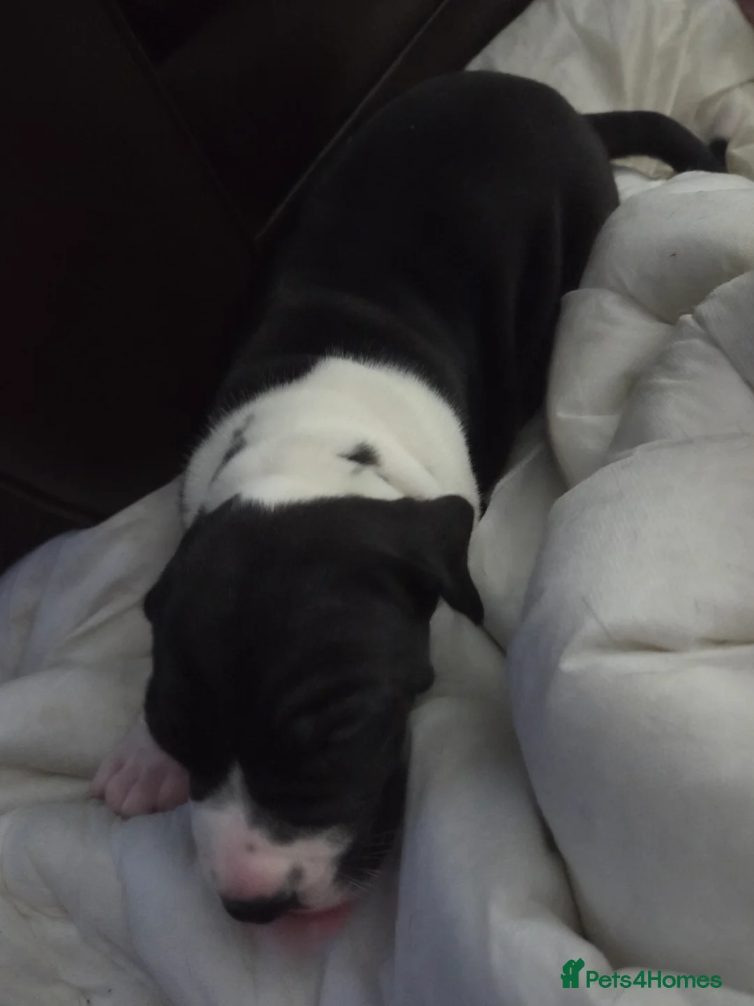 Great Dane dogs for sale: Greatdane puppies forsale - Advert 11