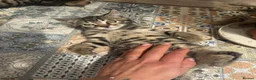 Bengal cats for sale: Boy and a girl  - Advert 6