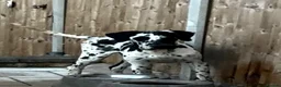 Great Dane dogs for sale: HARLEQUIN GIRL - Advert 2