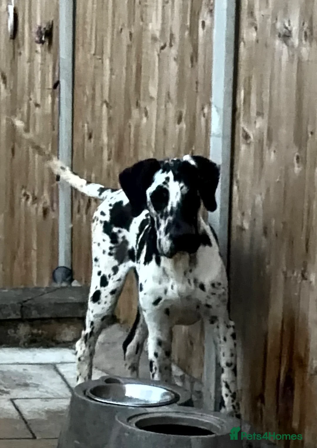 Great Dane dogs for sale: HARLEQUIN GIRL - Advert 2