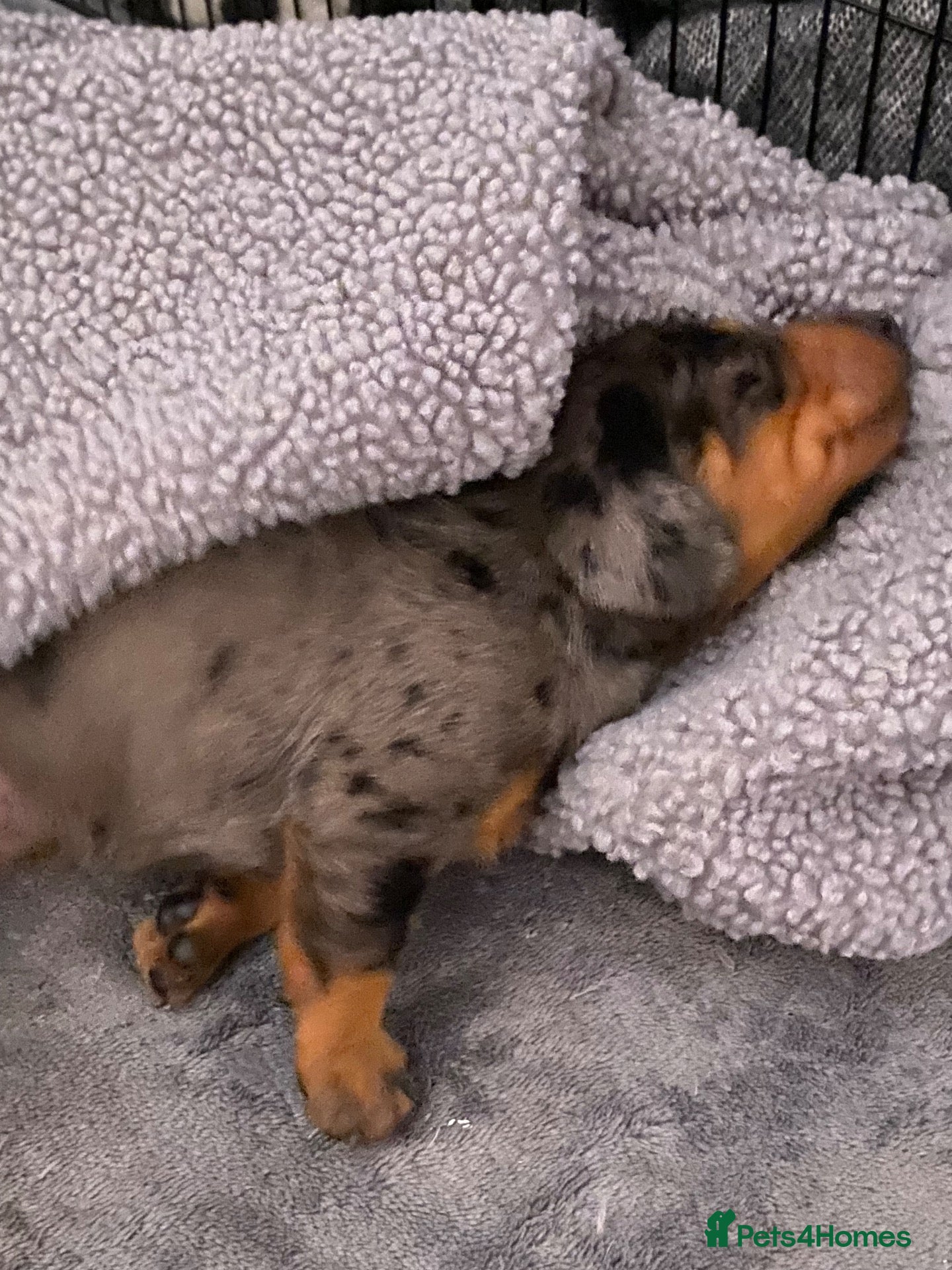 Dachshund dogs Tri silver dapple dachshunds ❤️ - Advert 5