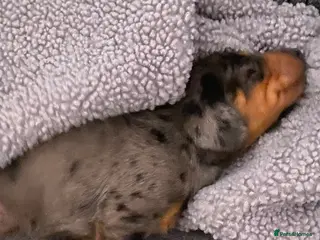 Dachshund dogs Tri silver dapple dachshunds ❤️ - Advert 5