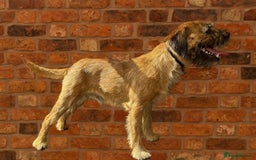 Border Terrier dogs for stud: KC SLEM Clear Border Terrier for Stud - Image 4