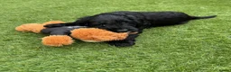 Australian Labradoodle dogs for sale: Multigenerational Australian Labradoodle Puppies - Advert 6