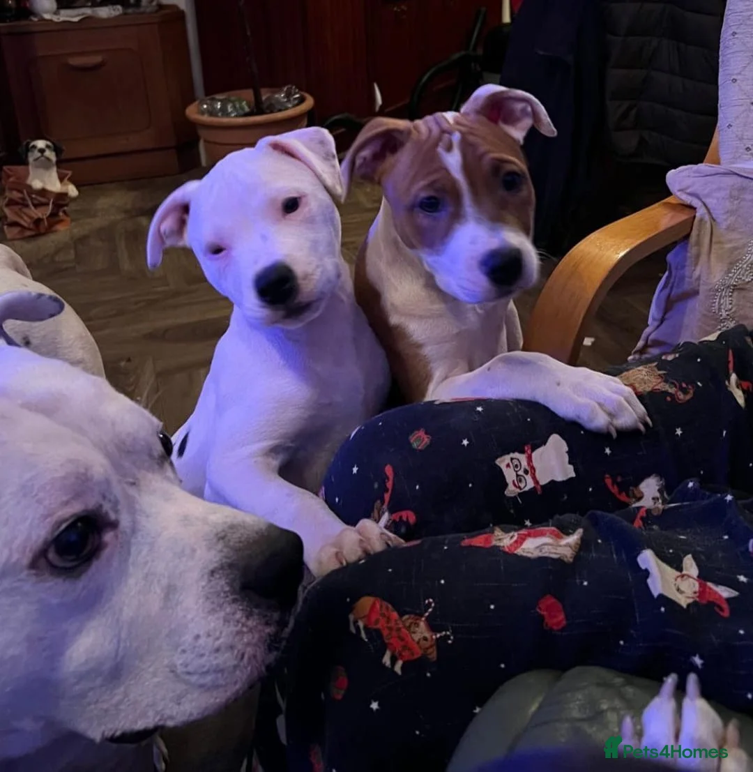 American Bull Staffy dogs for sale: Adorable 3-Month-Old AM Staff Puppies for Sale! - Advert 2