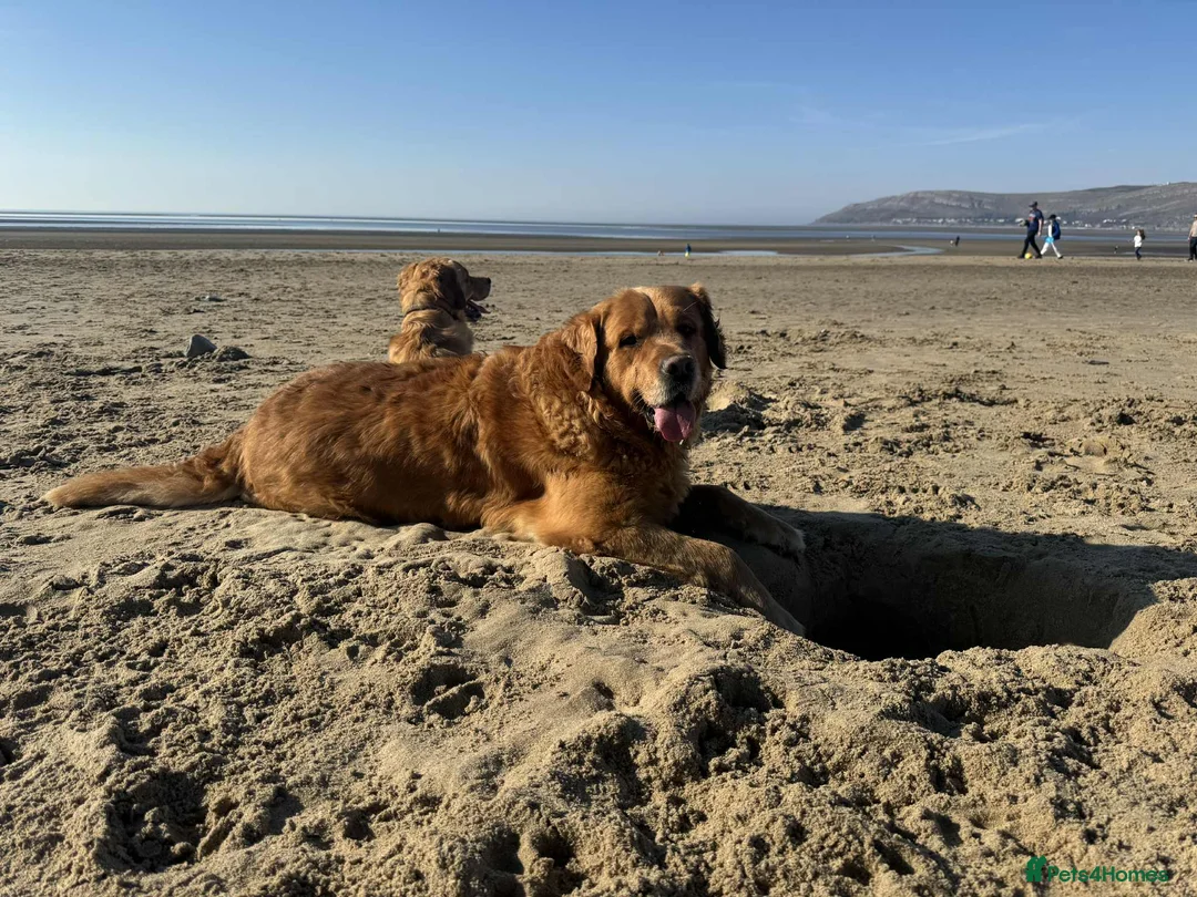 Golden Retriever dogs for sale: Only 5 gorgeous golden retriever puppies left - Advert 2