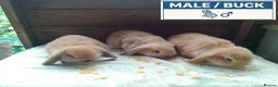 Dwarf Lop rabbits for sale: Pretty Female & Male Baby Dwarf Lop Rabbits - Advert 2