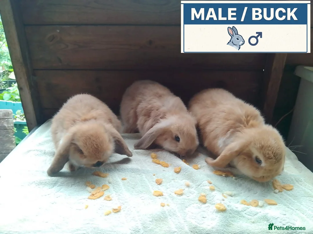 Dwarf Lop rabbits for sale: Pretty Female & Male Baby Dwarf Lop Rabbits - Advert 2