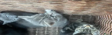 British Shorthair 4