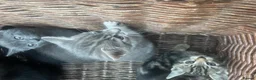 British Shorthair cats for sale: 6 x BEAUTIFUL kittens for sale!  - Advert 5