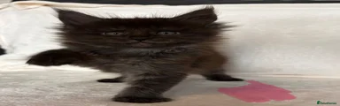 Maine Coon 4