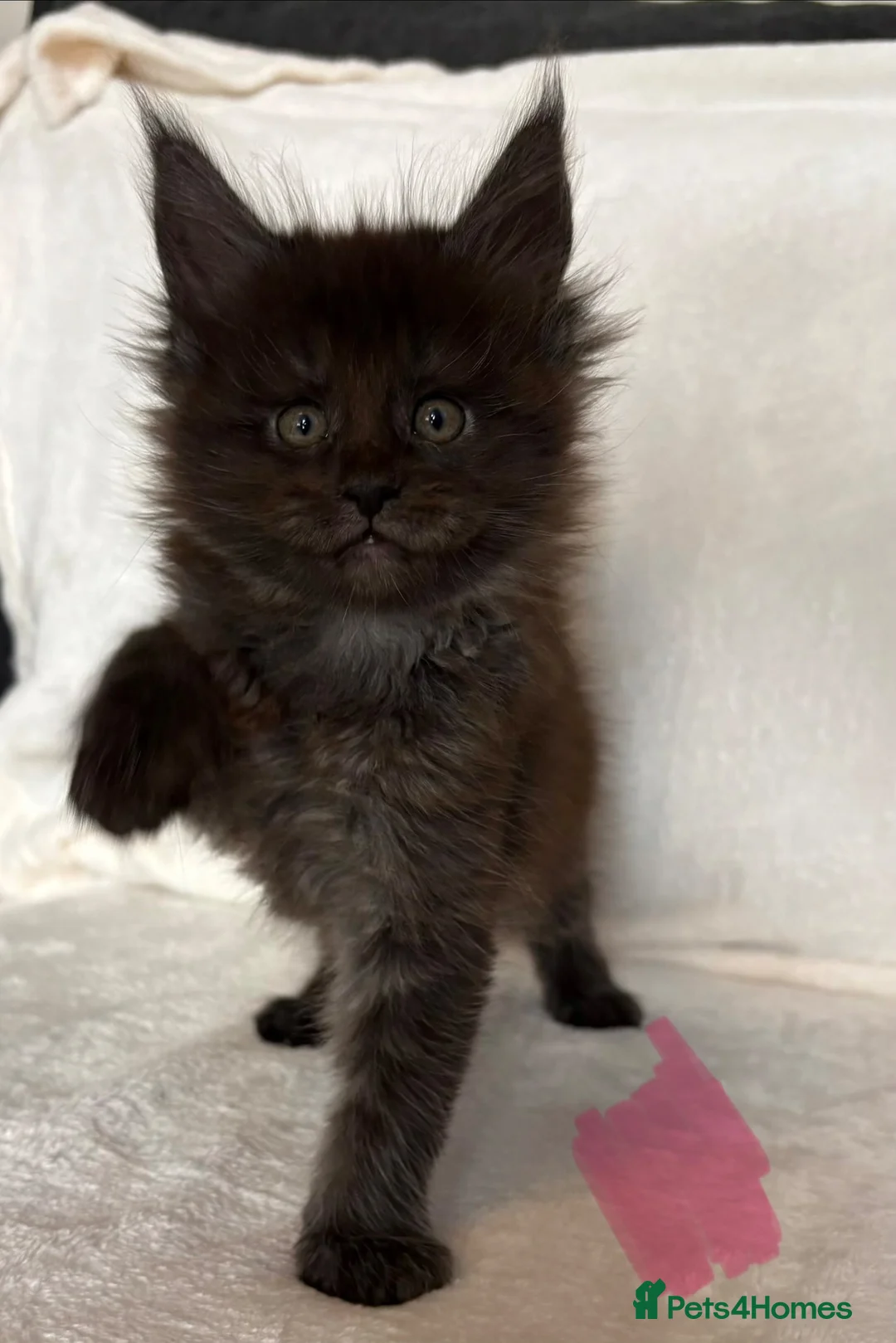 Maine Coon cats for sale: READY NOW 🐾 STUNNING GCCF MAINE COON KITTENS 🐾 - Advert 34