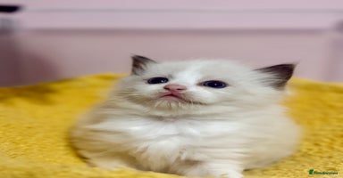 Ragdoll cats - Advert 1