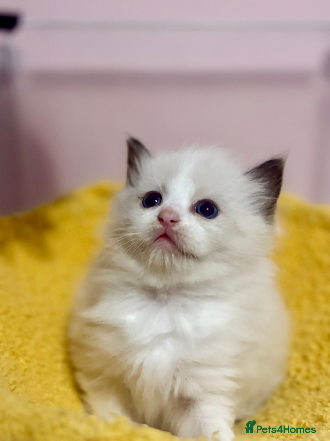 Ragdoll cats for sale: ❤️ Stunning Pure DNA Clear ✅ Ragdoll Kittens ❤️  - Image 2