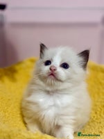 Ragdoll cats - Advert 5
