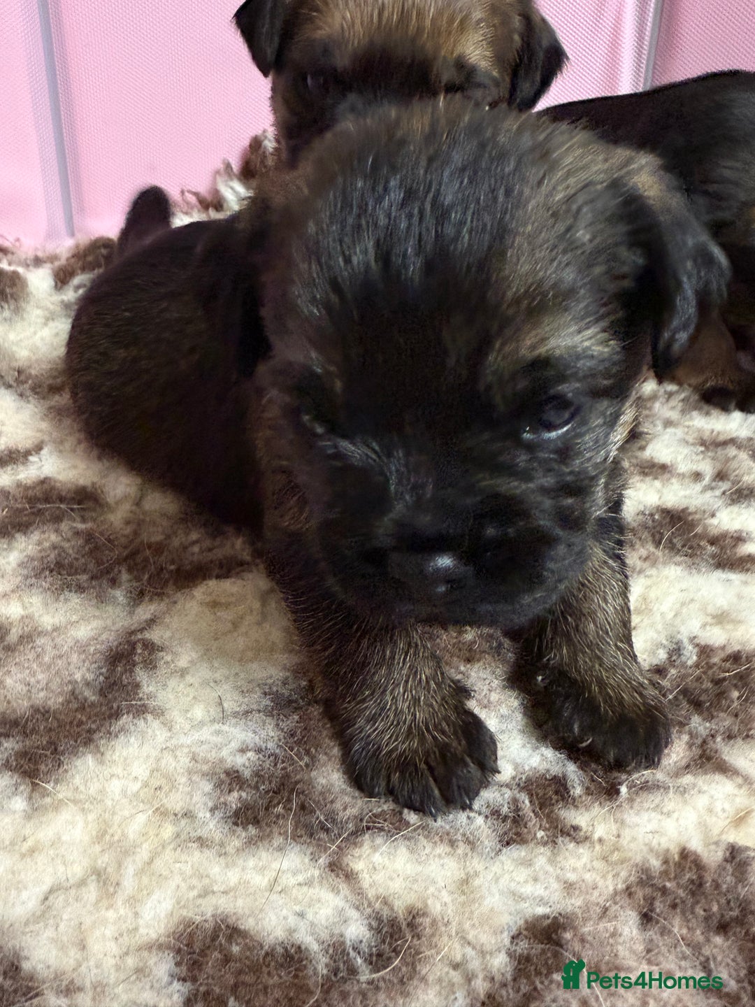 Border Terrier dogs for sale: Home raised happy little borders - Image 4