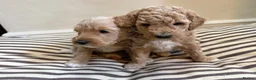 Mini Goldendoodle dogs for sale: Mini Goldendoodle puppies 🐶🫶🏻 - Advert 16