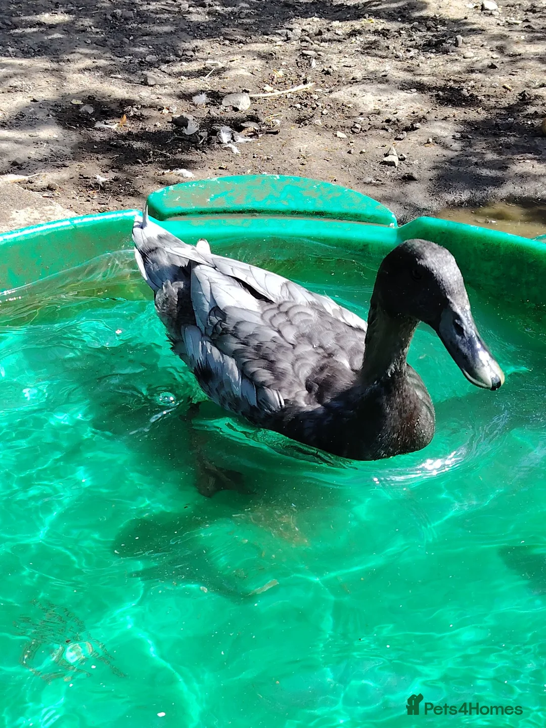 Ducks poultry for sale: Male Runner Duck in Pontefract - Advert 6