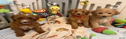 Australian Labradoodle dogs for sale: 🐶LAST 1 AVAILABLE FULL VACCINATION🐶 - Advert 24