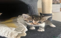 Mixed Breed cats for sale: Tabby cross kittens  - Image 2