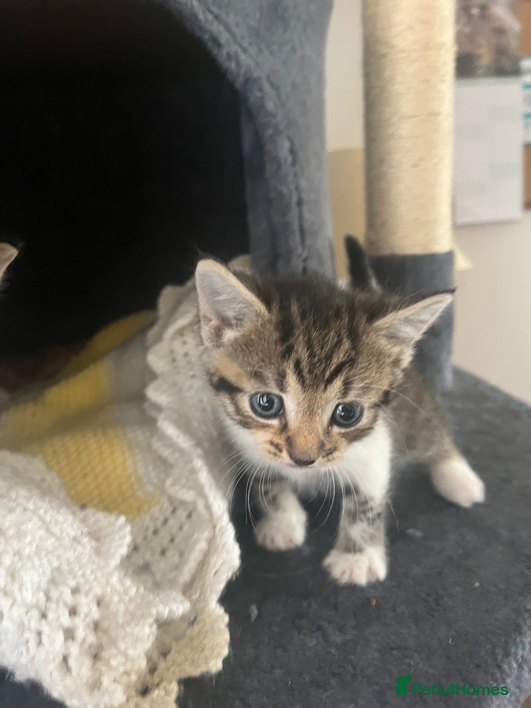 Mixed Breed cats for sale: Tabby cross kittens  - Image 2