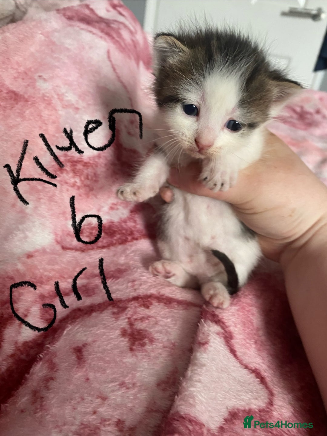 Maine Coon cats for sale: MI have 6 BEAUTIFUL kittens for sale🩷 - Image 12