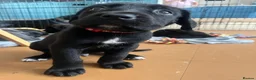 Cane Corso dogs for sale: Beautiful Purebred Cane corso puppies - Advert 23