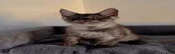 Maine Coon cats for sale: Stunning Maine Coon Kittens  - Advert 3