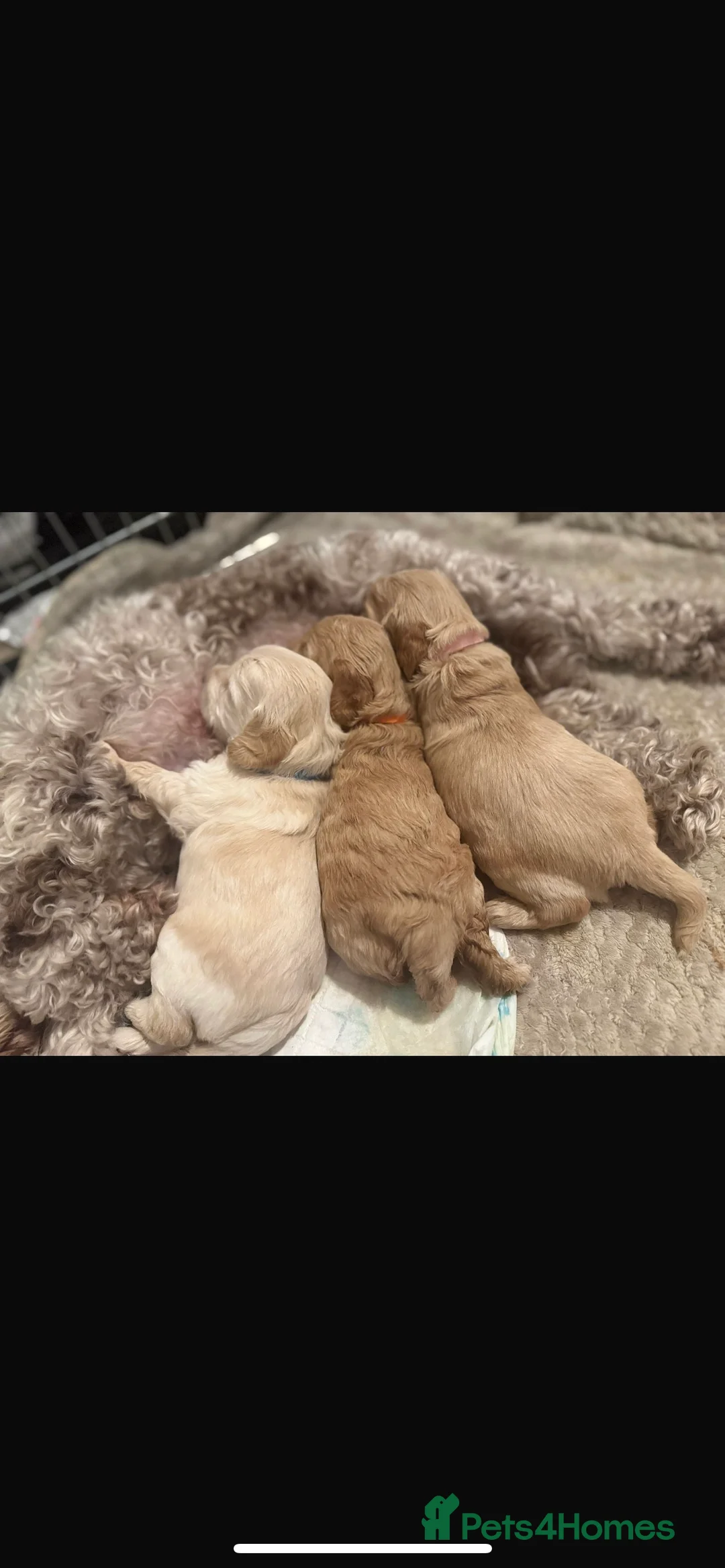 Cockapoo dogs for stud: Beautiful apricot cockapoo for stud in Hartlepool - Advert 19