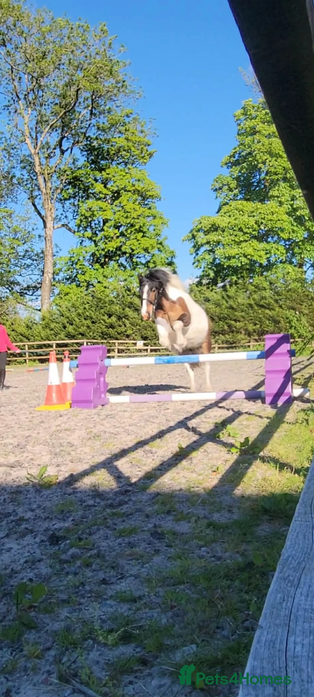 Irish Cob horses for sale: 14 year old Gelding  - Advert 2
