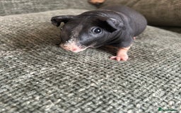 Guinea Pig rodents for sale: Pretty female skinny pig for sale ready now  - Image 2