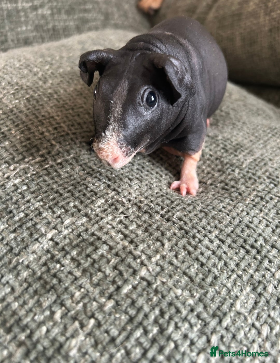 Guinea Pig rodents for sale: Pretty female skinny pig for sale ready now  - Image 2
