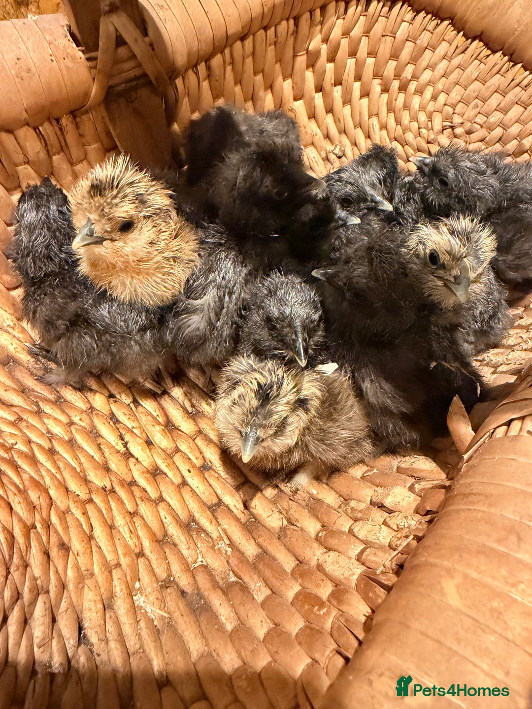 Chickens poultry for sale: Silkie Chicks - Advert 3